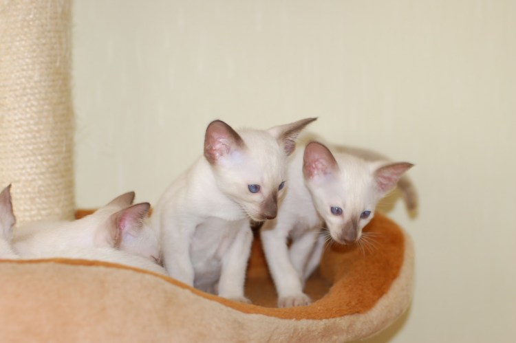 Метис Корниш Рекса