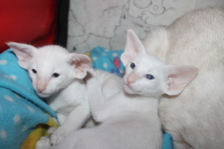 Ориентальная кошка смесь с обычной