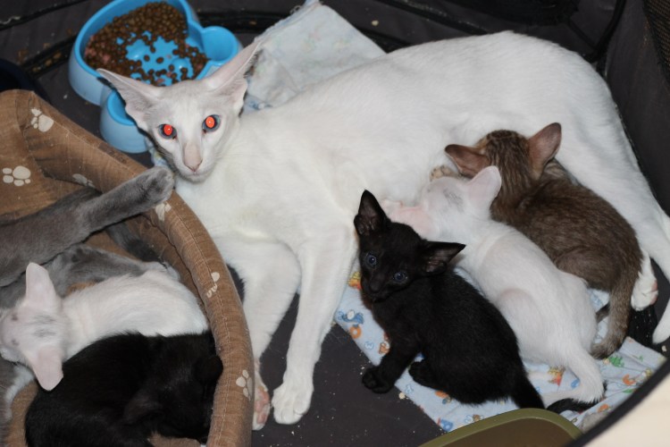 Помесь Корниш рекс и Ориентал