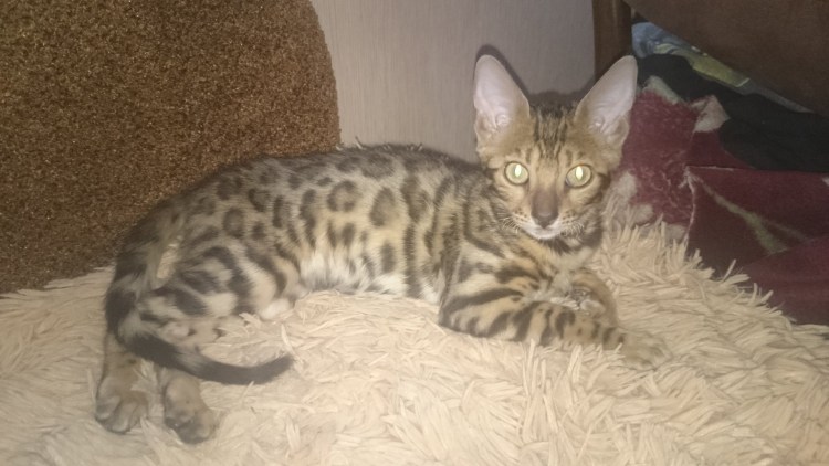 Метис сфинкса и британца