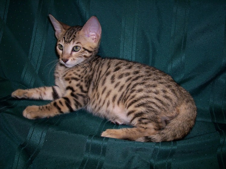 Петерболд серый