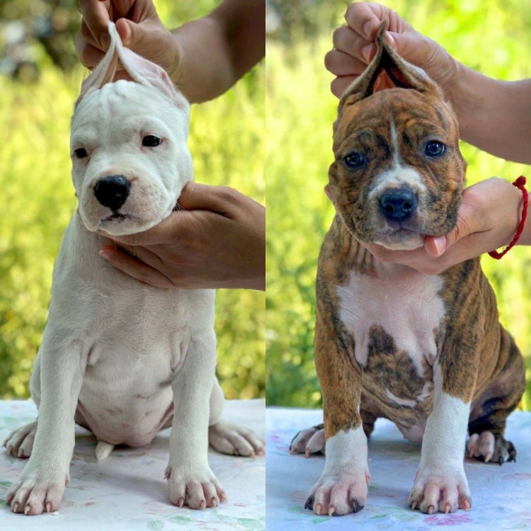 Стандарт окрасов американский стаффордширский терьер