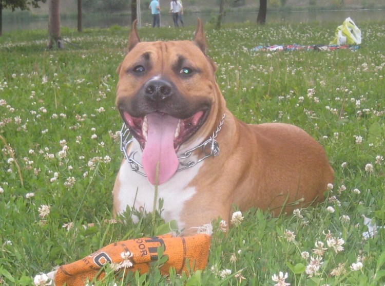 Амстафф терьер девочка