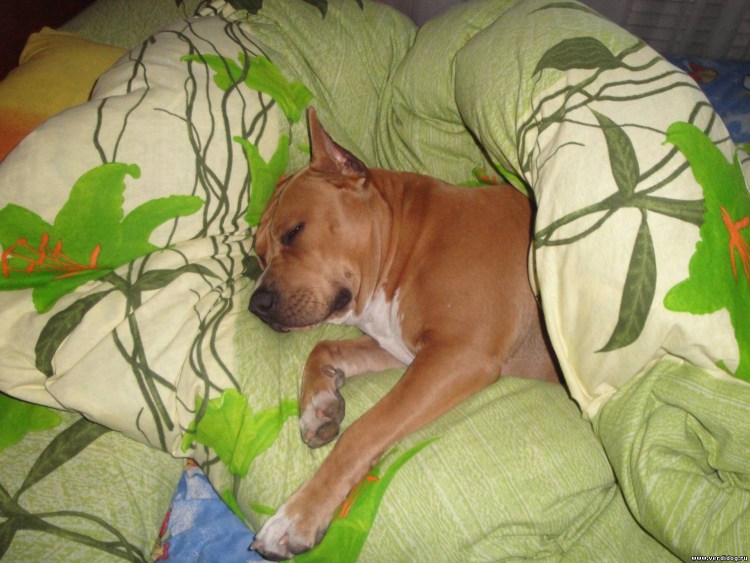 Американский стаффордширский терьер серый