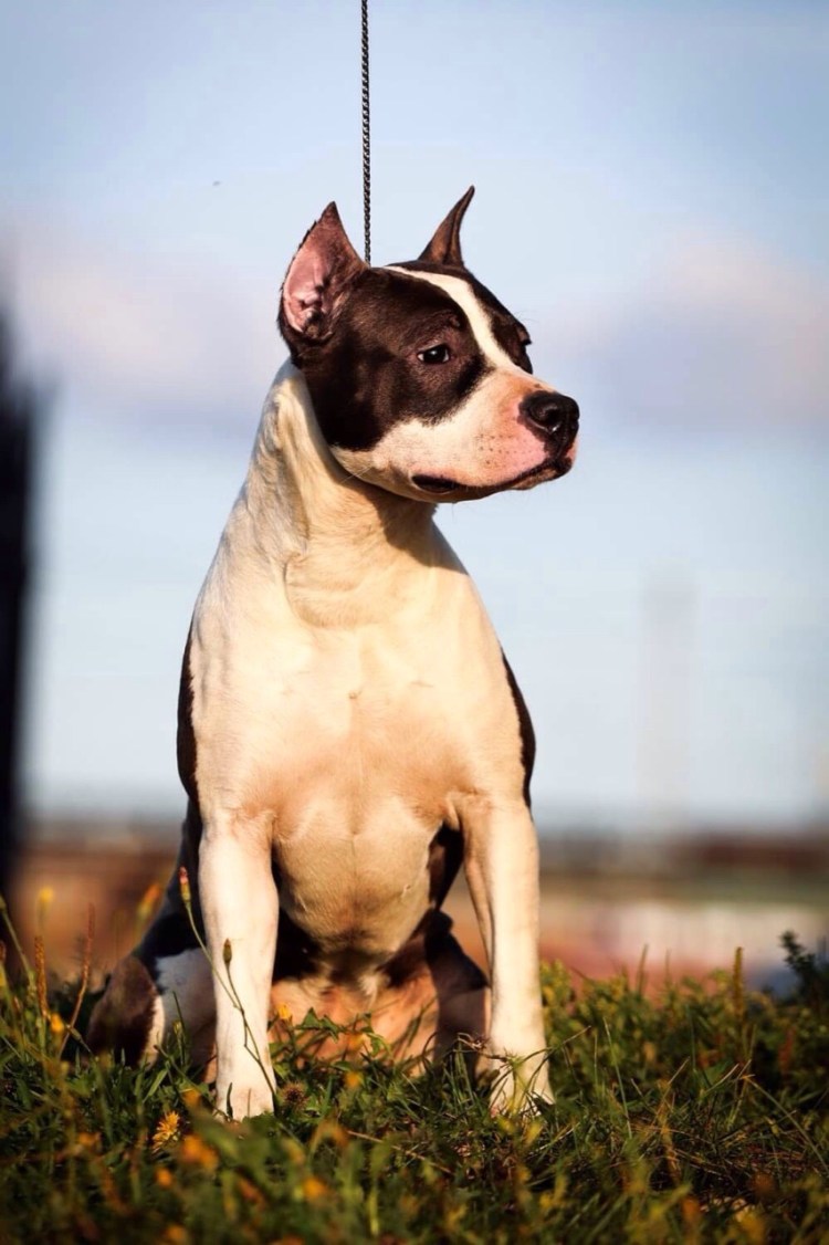 Стаффордширский терьер 2 пса