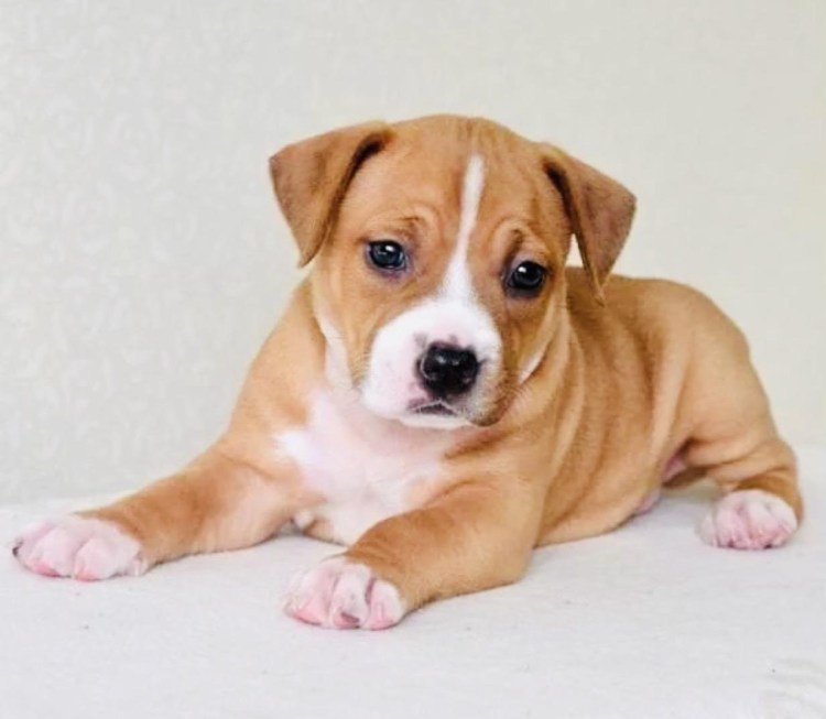 Стаффордширский терьер черный