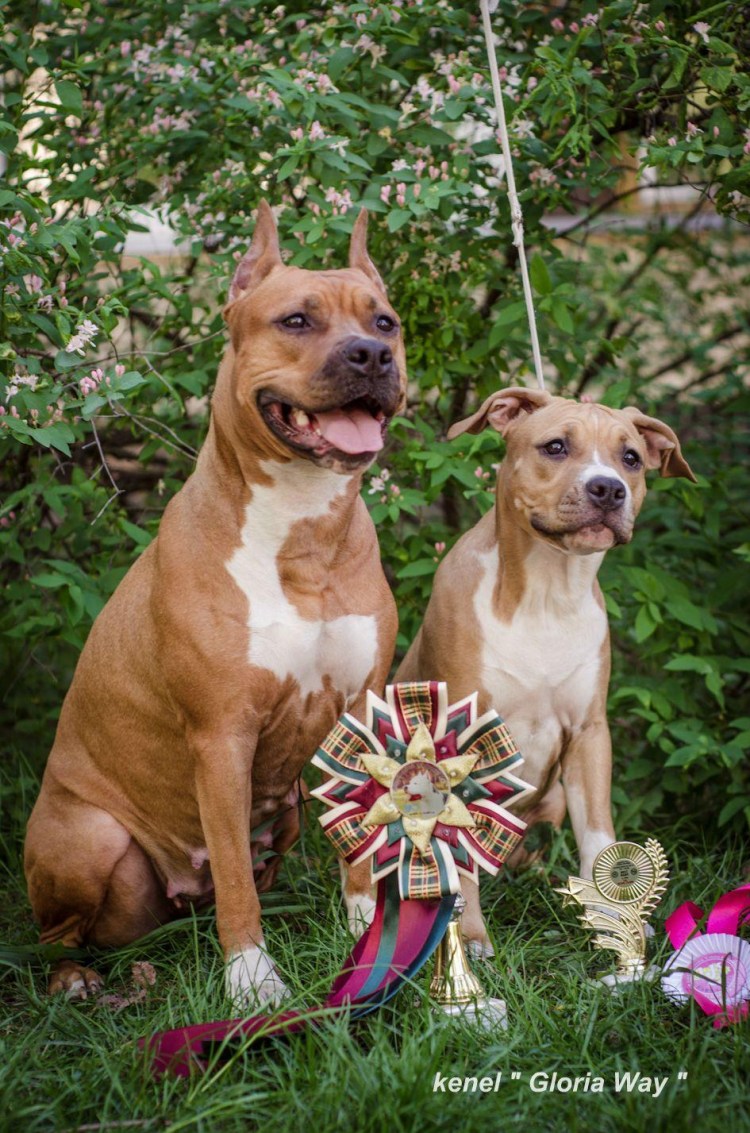 Американский стаффордширский терьер девочка