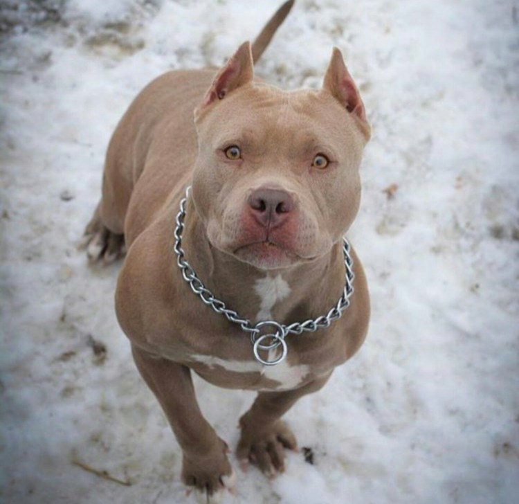 Каникросс стаффордширский терьер