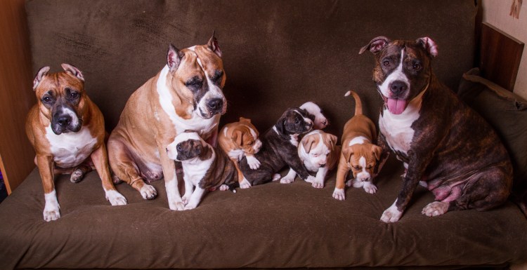 Американский стаффордширский терьер