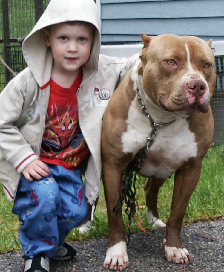 Стаффордширский терьер золотой