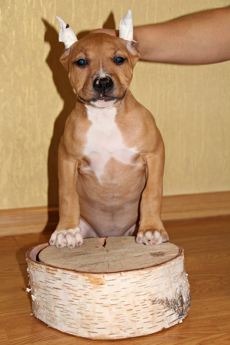 Стаффордширский терьер амстафф