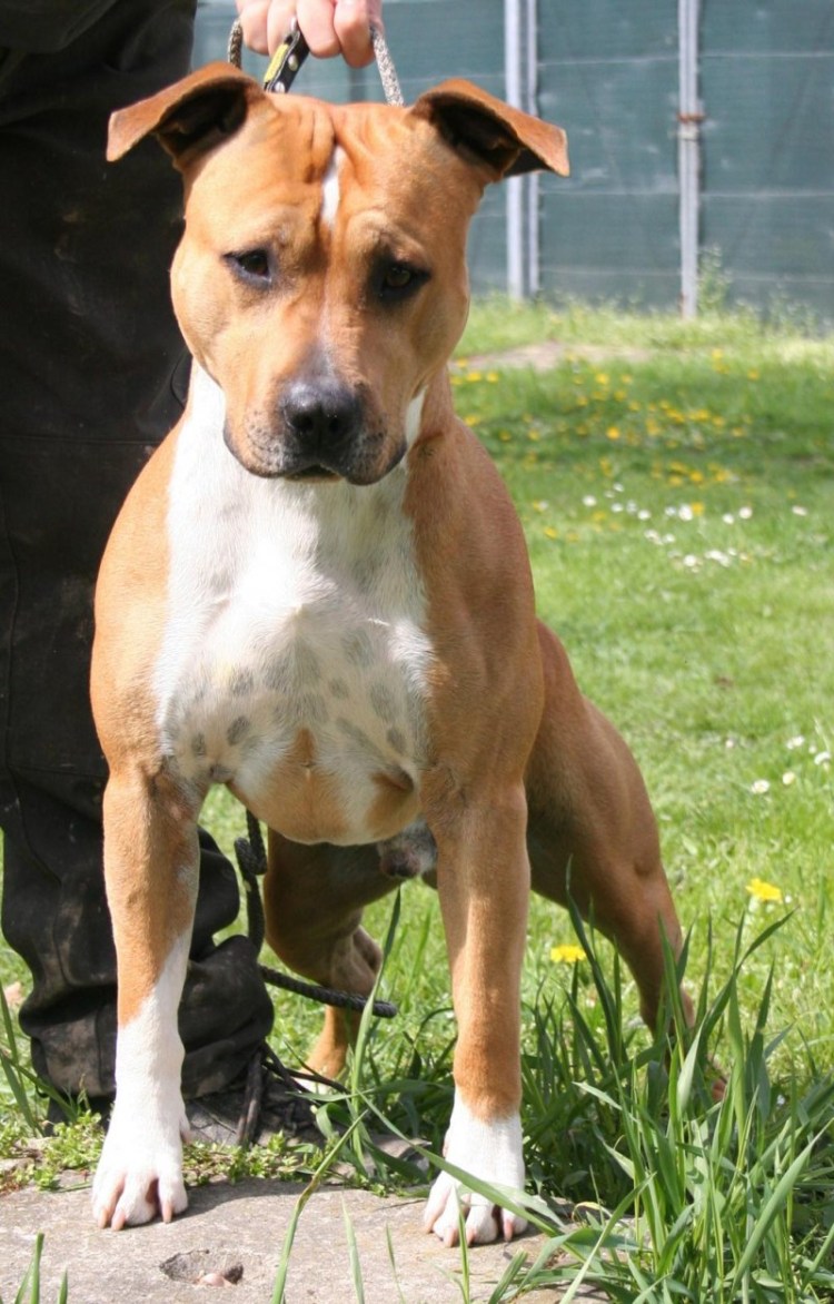 Ам стаффордширский терьер