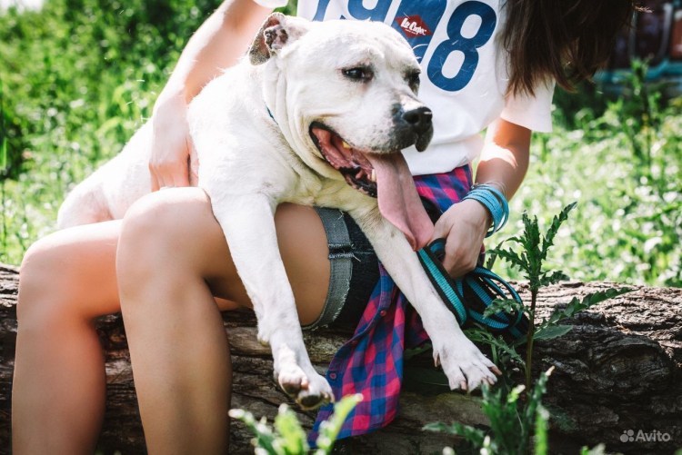Американский стаффордширский терьер с хозяином