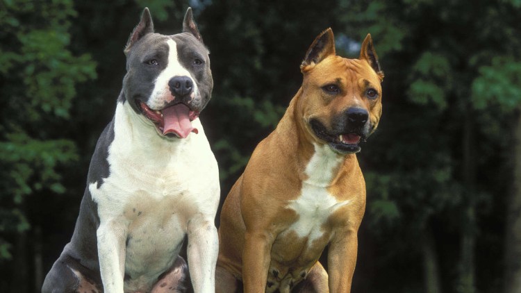 Амстафф девочка