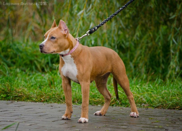 Американский стаффордширский терьер с хозяином