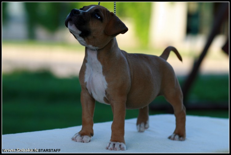 Американский стаффордширский бультерьер белый