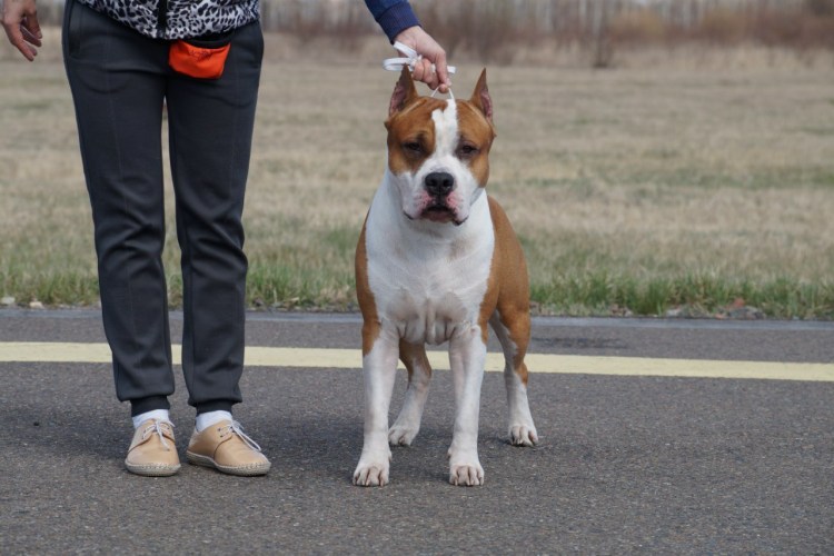 Стафф терьер мальчик