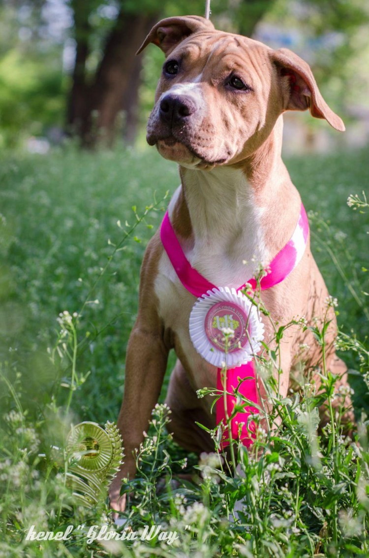 Ам стаффордширский терьер