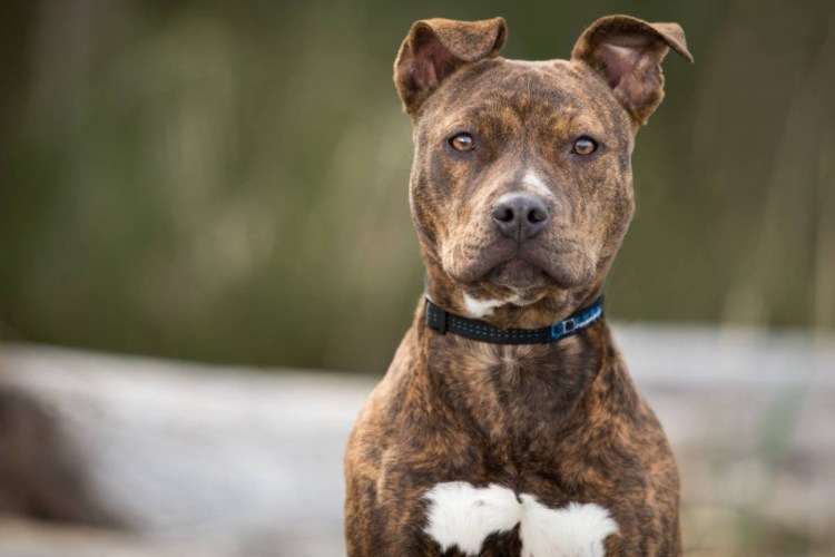 Американский стаффордширский терьер серый