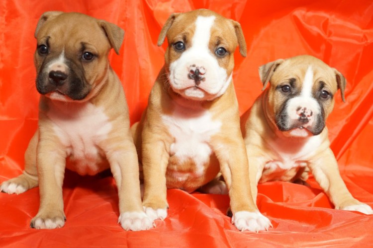 Американский стафф терьер черный