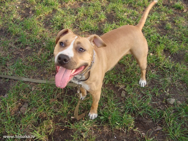Американский стаффордширский терьер песочный