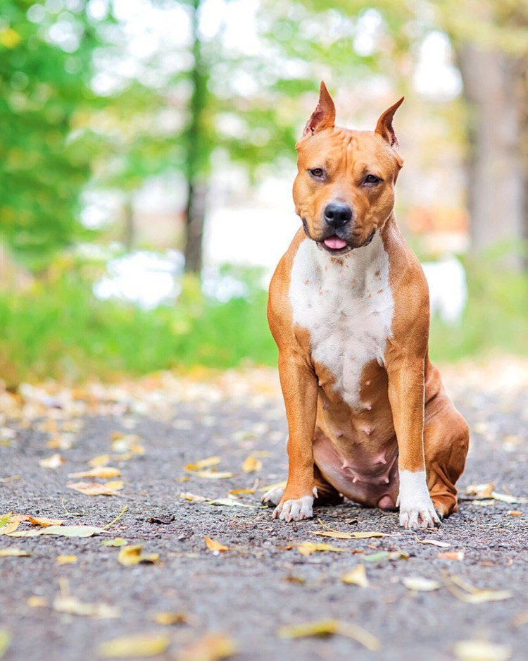 Бультерьер американский питбуль