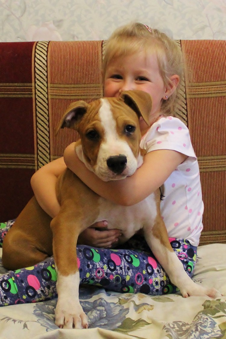 Американский стаффордширский терьер