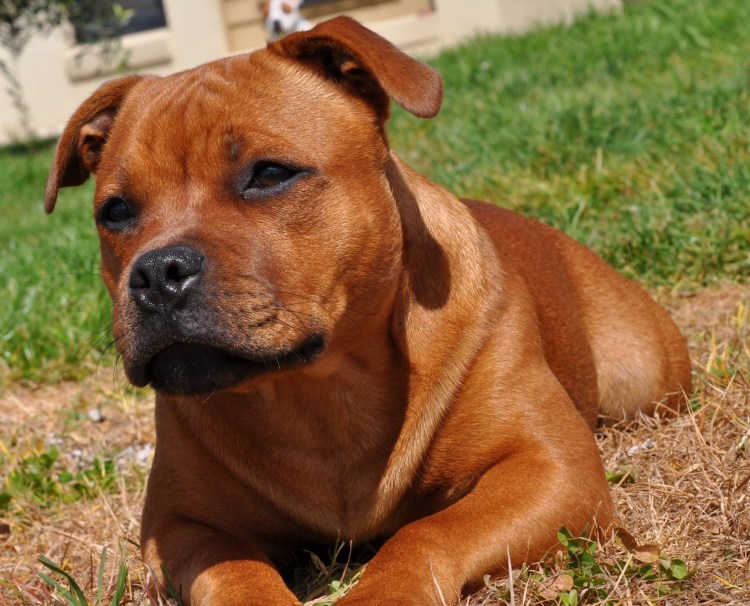 Американский питбультерьер и дети