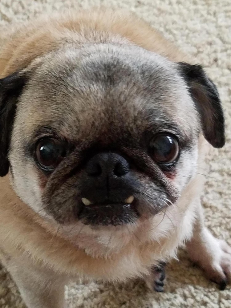 Чихуахуа мини пучеглазые