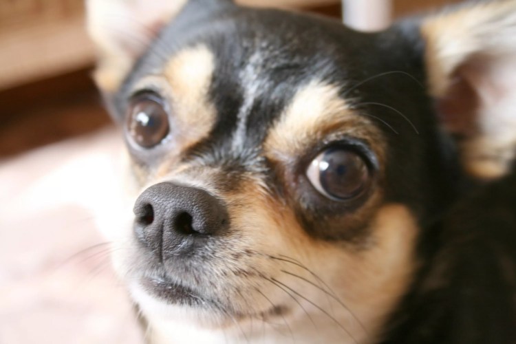 Порода собак чихуахуа