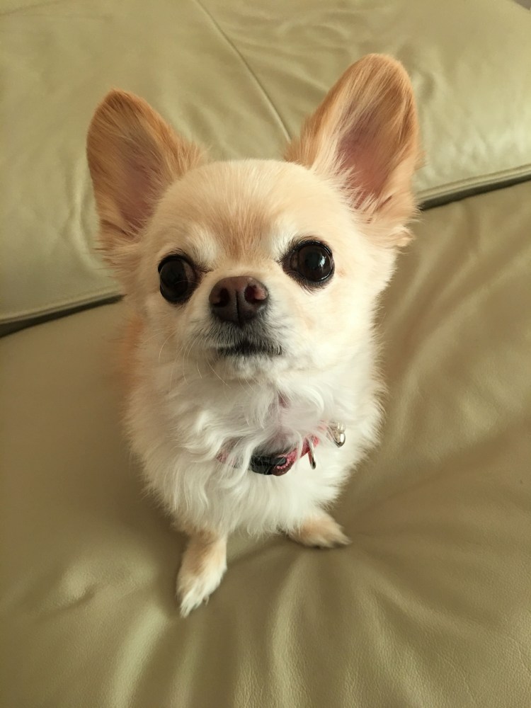 Собака с большими глазами