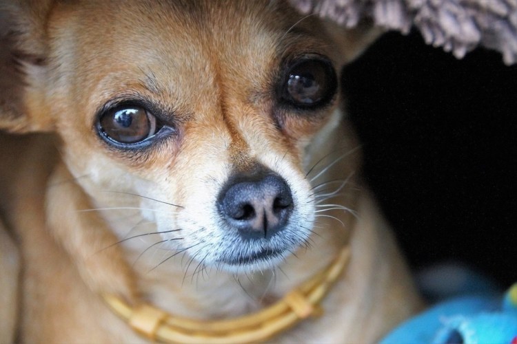 Пучеглазый чихуахуа