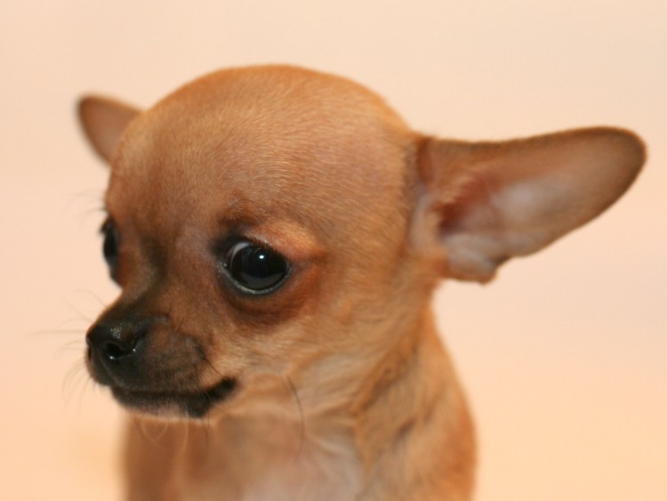 Жалостливый Мопс