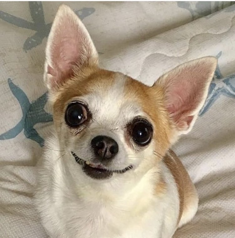 Маленькая собачка с выпученными глазами