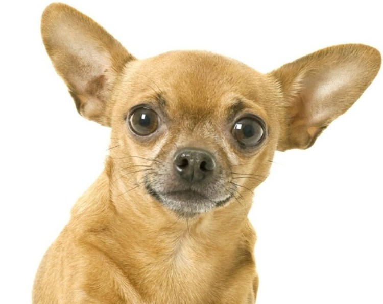 Чихуахуа Берта