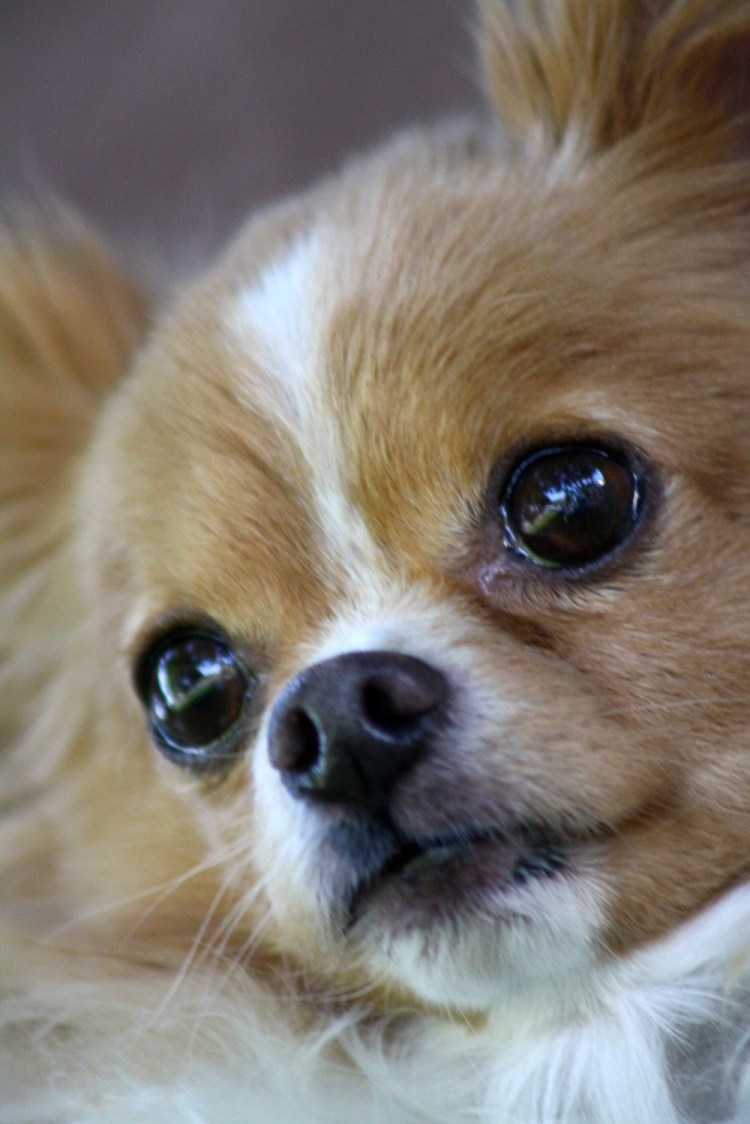 Лупоглазый Мопс