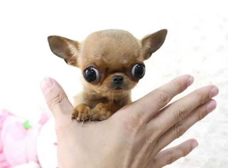 Чихуахуа хуеныш