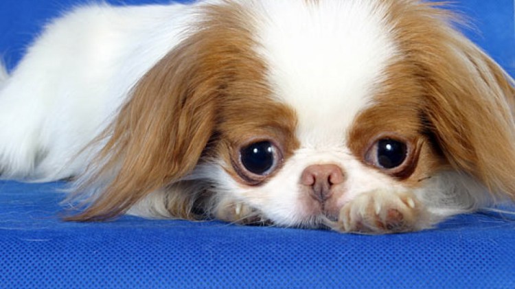 Псина чихуахуа