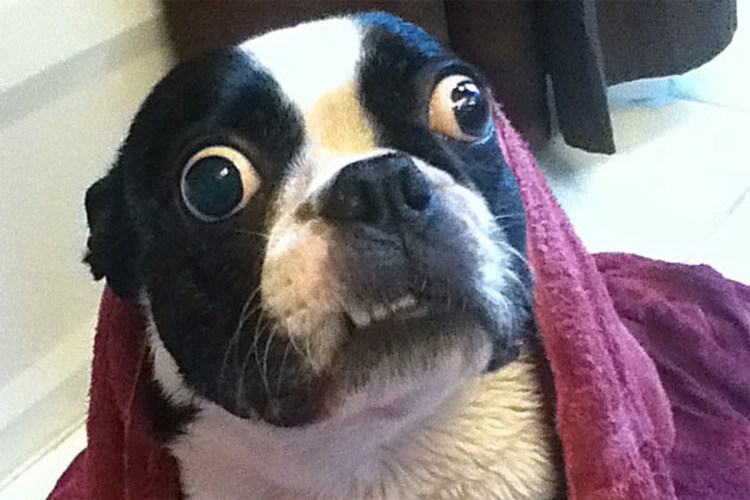 Мини пинчер