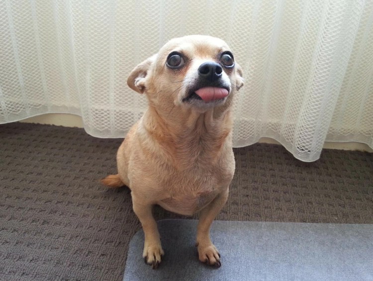 Чихуа Хуа пучеглазые