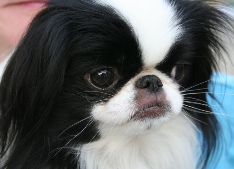 Собака Мопс