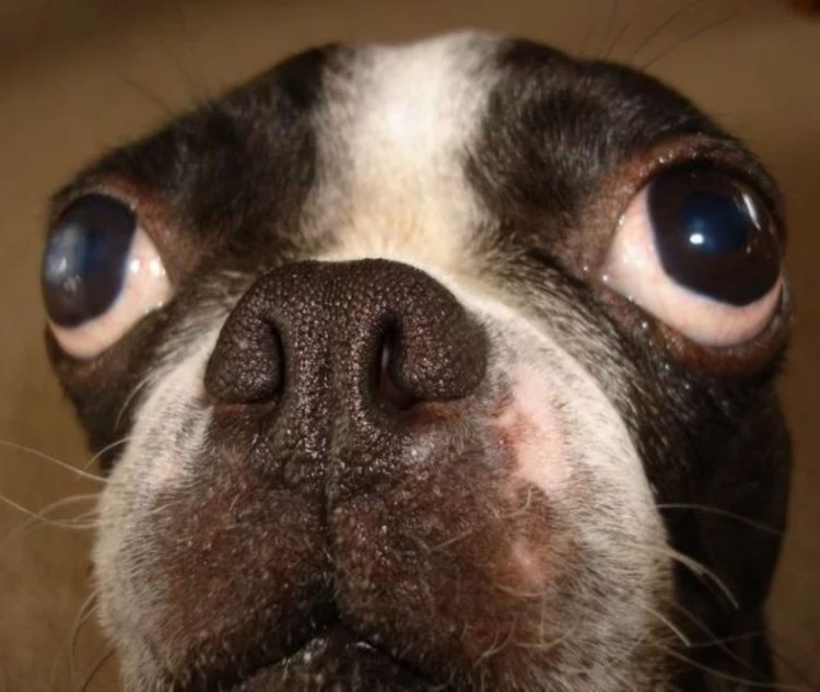 Бельгийский гриффон