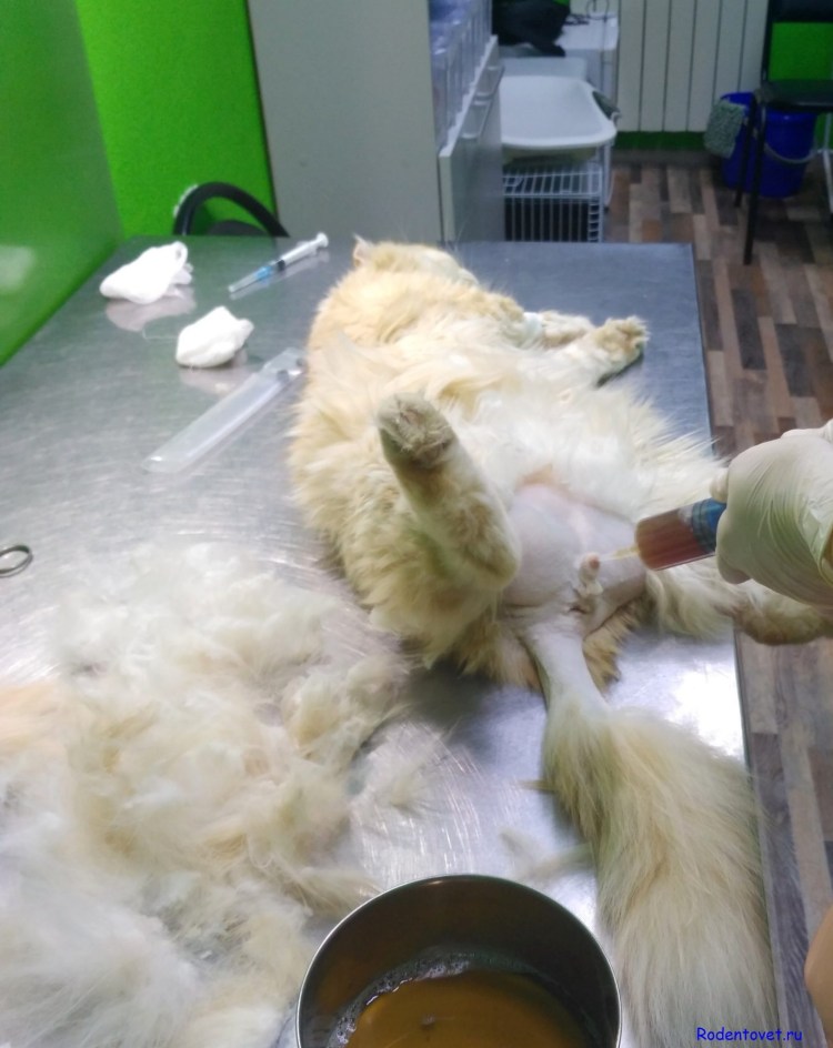 Промежностная уретростомия кота