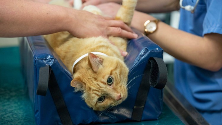 Мочевой пузырь собаки анатомия