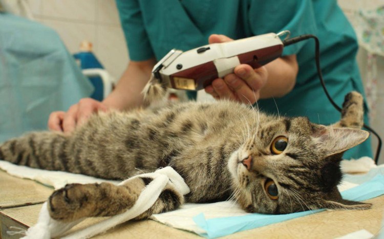 Вздутые животики у котят