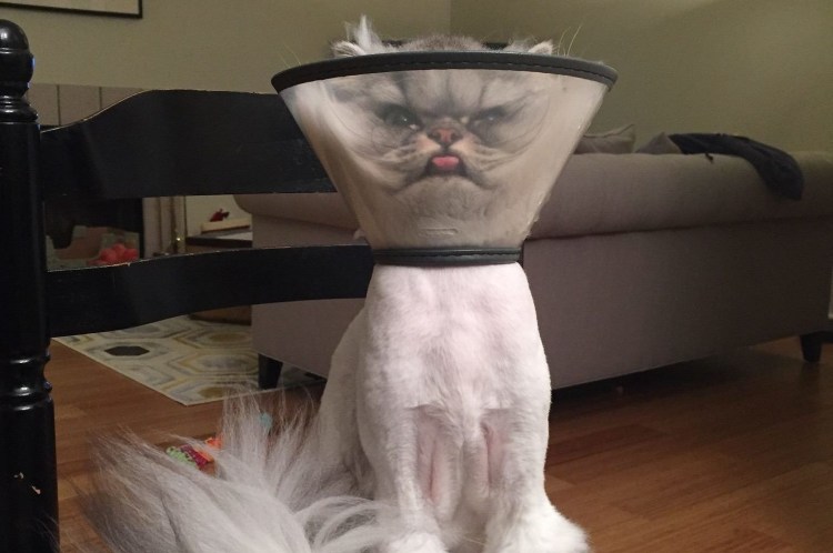 Стерилизация кошки операция