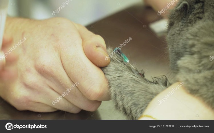 Эндометрическая стерилизация Мейн-куна