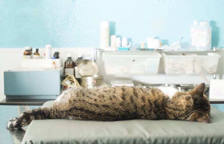 Уретростомия у животных