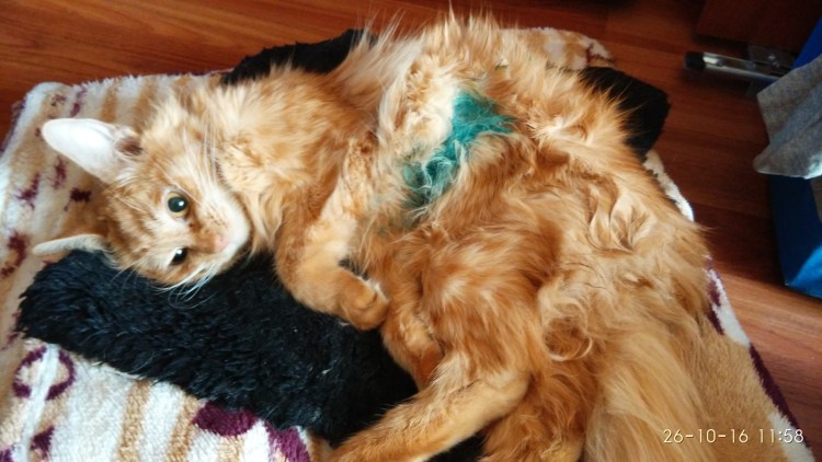 Ветеринария кошки