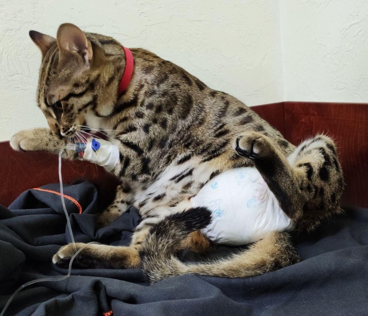 Операция уретростомия